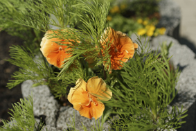 Sterbebetreuung in Oranienburg (OHV)